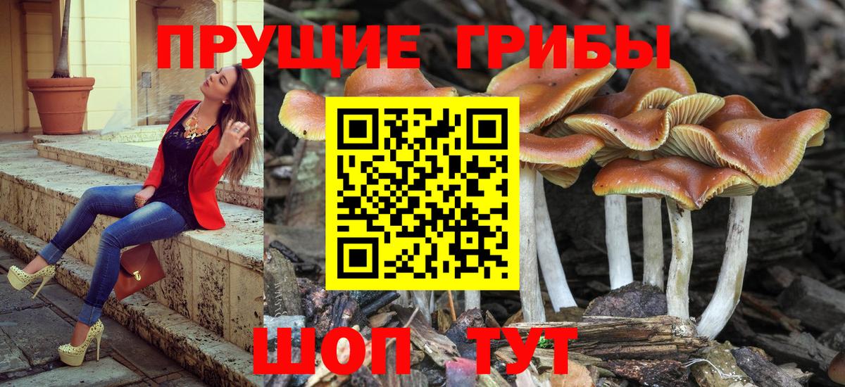 Галлюциногенные грибы Psilocybine cubensis Рославль